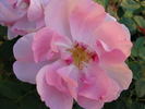 Cordelia rose photo