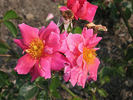 Anne Vanderbilt rose photo