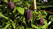 Purple Spider clematis photo