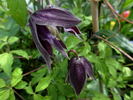 Purple Spider clematis photo