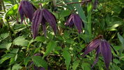 Purple Spider clematis photo