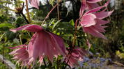 Markham's Pink clematis photo