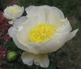 Cheddar Charm peony photo