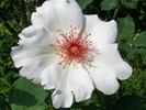 White Wings rose photo