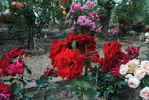 Chouette rose photo
