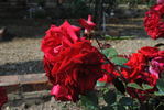 Chouette rose photo