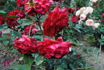 Chouette rose photo