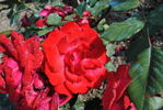 Cyprienne rose photo