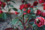 Epos rose photo