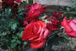 Epos rose photo