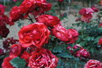 Epos rose photo