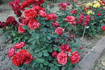 Epos rose photo