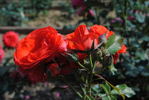 Caid rose photo