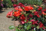 Caid rose photo