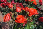Caid rose photo
