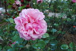 Confederation rose photo