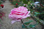 Confederation rose photo
