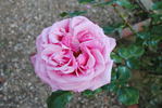 Confederation rose photo