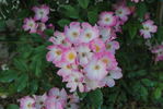Friendship rose photo