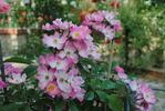 Friendship rose photo