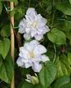 Veronica's Choice clematis photo