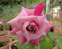 Annie Davidson rose photo