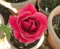 Betty Curry rose photo
