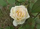 Rose Odyssey 2000 rose photo