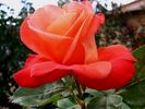 Court Jester rose photo