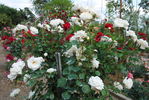 White Cockade rose photo