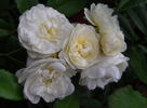 Perennial White rose photo