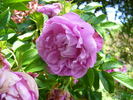 Rokoko rose photo