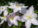 Gladys Picard clematis photo