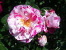 Renaissance rose photo