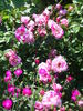 Renaissance rose photo