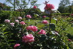 Diane de Poitiers rose photo