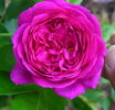 Duftendes Weisskirchen rose photo