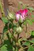 Belle Virginie rose photo