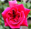 Antonio Relleri de Peluffo rose photo