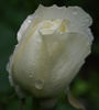 Ibiza rose photo
