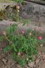 Duc d'Anjou rose photo