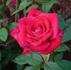 Aristocrat ™ rose photo