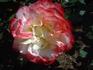 Double Delight, Cl. rose photo