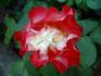 Double Delight, Cl. rose photo