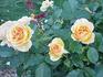 Amber Waves ™ rose photo