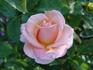 Caramel Sunset rose photo