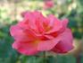 Colorburst rose photo