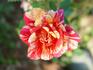 Fall Festival ™ rose photo