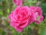 Jean du Tilleux rose photo
