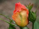 Comtesse de Castilleja rose photo